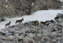 В природном парке «Ала-Арча» отдыхающие встретили козерогов — видео