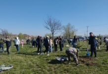 Бишкекте бак-дарактарды отургузуу боюнча экологиялык акция өтүүдө