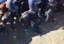 Мужчину затоптали во время игры улак тартыш. Осторожно, видео!