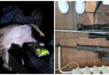 В Джумгале поймали браконьеров, застреливших горного козла — фото