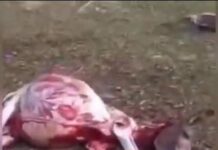 Аксыда эшектердин терисин сыйрып кетишкен