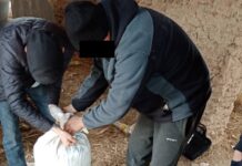 Токтогул районунун тургунунун сарайынан 25 кг марихуана табышты