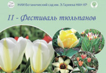 В Бишкеке пройдет фестиваль тюльпанов. Где и когда