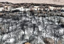 ФОТО: Страшные последствия пожаров в Бооме