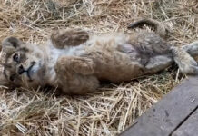 ВИДЕО: Львята Томас и Аля, подброшенные в зоопарк Каракола, идут на поправку
