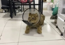 Неизвестные подбросили к зоопарку Каракола двух больных львят, привязав их к калитке