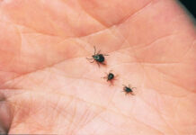 С начала года за медпомощью с укусами клещей обратились 166 человек