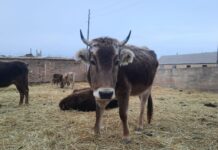 Адамдын боорун жарактан чыгарган эхинококкоз дарты