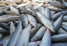 Кыргызстандын эки ишканасына Россияга балык экспорттоого уруксат берилди