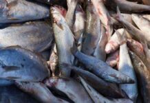 Бир жума ичинде талаптарга жооп берген балык продукциялары экспорттолот