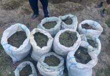 В огороде жителя Токтогула нашли тайник с 71 кг конопли — видео