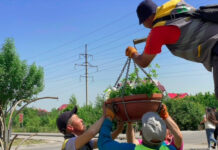 На одной из улиц Бишкека установили «цветочные фонтаны»