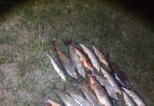 Ысык-Көлдө 4 мыйзамсыз балык уулоо фактысы аныкталды