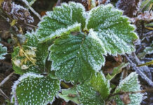 Штормовое предупреждение: в Кыргызстане ожидаются заморозки до -4