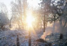 Ысык-Көл районундагы Кара-Ой айылында жаңы гүлдөгөн жемиш дарактарын үшүк алды