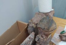 На юге Кыргызстана найдены останки динозавра из мезозойской эры