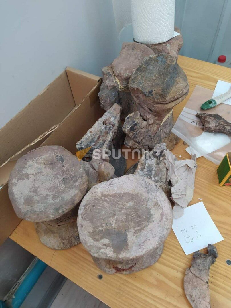 86d22f19 18a1 43bc ad54 6399cb816c48 На юге Кыргызстана найдены останки динозавра из мезозойской эры