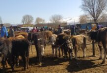 Мал-жандыкка салык киргизүү тууралуу мыйзам долбоору коомдук талкууга коюлду