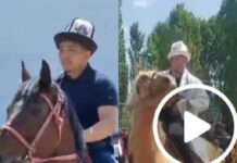 Жоламан менен Акжол аргымак минди