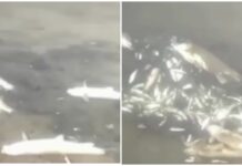 Чүй дарыясынан алынган анализдин жыйынтыгында суунун курамында химиялык заттар аныкталган жок