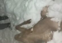 В Ат-Баши из-за обильного снегопада и морозов начал гибнуть скот