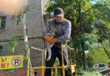 Сотрудники «Бишкекзеленхоза» спасли кота, который 3 дня просидел на дереве