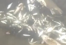 В реке Чу полно мертвой рыбы. Местные говорят, что вода отравлена