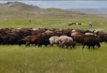 Өзбек чек арачылары чабанды 702 баш кою менен кармап кетишкен