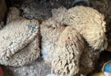 «Кордолгон кой териси». Малдын териси иштетилсе бюджетке пайда