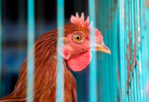 В Москве объявили карантин из-за вспышки птичьего гриппа