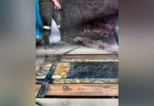 Из Кыргызстана в Казахстан пытались ввезти 62 кг опия и гашиша — фото