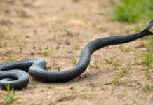 Кубатбеков: каракурт менен жыландан жабыркагандар кайрылууда