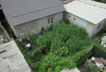 Бишкекте 130 килограммдан ашык өстүрүлгөн кара куурай табылды