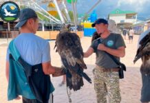 На Иссык-Куле на волю отпустили 10 соколов и орлов, на которых зарабатывали деньги