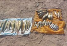 Ысык-Көлдө Кызыл китепке кирген балыкты кармаган жаран кармалды