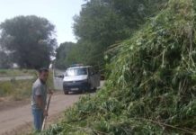 Таластын эки районунда 3 тоннага жакын жапайы кара курай өсүмдүктөр жок кылынды