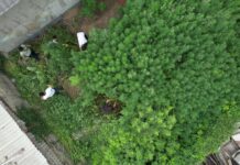 В доме бишкекчанки нашли плантацию конопли — фото