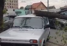 В Бишкеке на машину упало дерево — видео