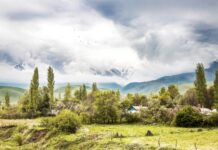 Чүй облусунда сугат жерлерге мисте көчөттөрүн отургузуу пландалууда