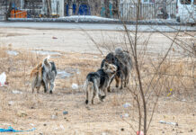Мечитке бара жаткан киши ымыркайдын сөөгүн таап алды