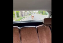 Установлена личность мужчины, который бегал полуголый и бросал камни в машины