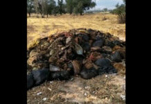 Возле Ала-Арчинского водохранилища выбросили кучу голов и внутренностей баранов