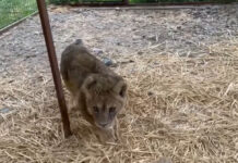 Львенок Аля, которую подкинули к зоопарку в Караколе, начала ходить — видео