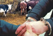 Мал уурдагандарга жаза күчөтүлдү. Эми 10 жыл болот