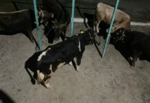 Өзбекстанга 400 миң сомдук мал айдап бараткандар кармалды