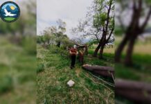 На трассе Джалал-Абад – Балыкчи незаконно вырубили деревья