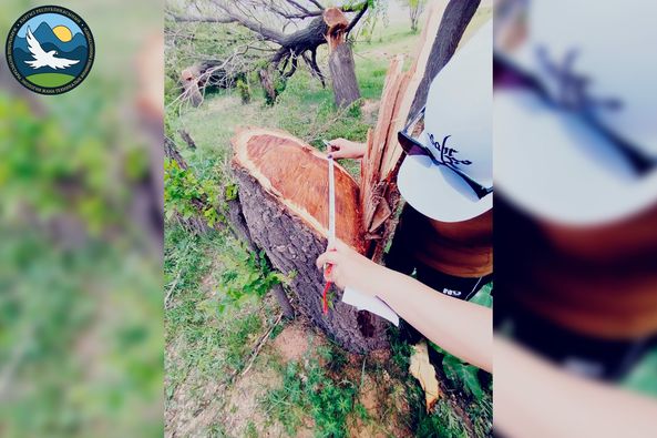 whatsapp image 2023 06 16 at 14 39 58 3 На трассе Джалал-Абад – Балыкчи незаконно вырубили деревья