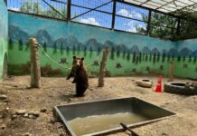 В зоопарке Каракола поселилась медведица Майя — видео