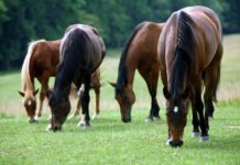 “Тапканга үйүрдөн бир бээ берилет”: Таласта баасы 2 млн сом болгон үйүр жылкы жоголду