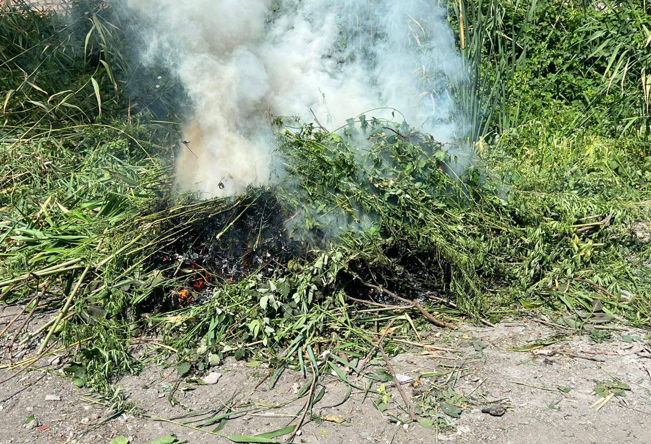 1 2 В Бишкеке уничтожили более 3 тонн дикорастущей конопли